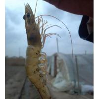 對蝦黑鰓褐斑綜合癥怎么辦？